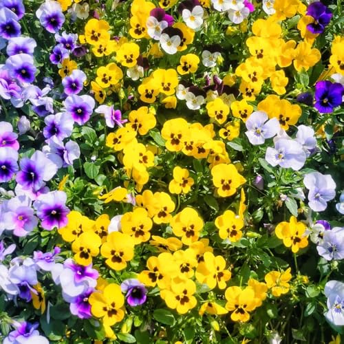 semi di viola del pensiero, perenni Viola tricolore, di viola del pensiero resistenti regali per gli amanti del giardino semi di tappezzante 500pcs