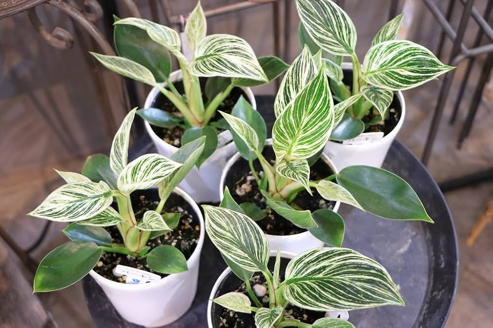 超絶希少 フィロデンドロン　ブラウン　ビューティー斑入り 超絶希少 フィロデンドロン ブラウン ビューティー斑入り