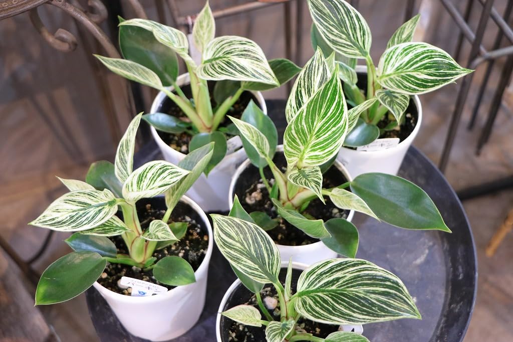 観葉植物 ヒロデンドロン緑と白の斑入り フィロデンドロン 斑入り 5.5号 ポット【観葉植物 ホワイト