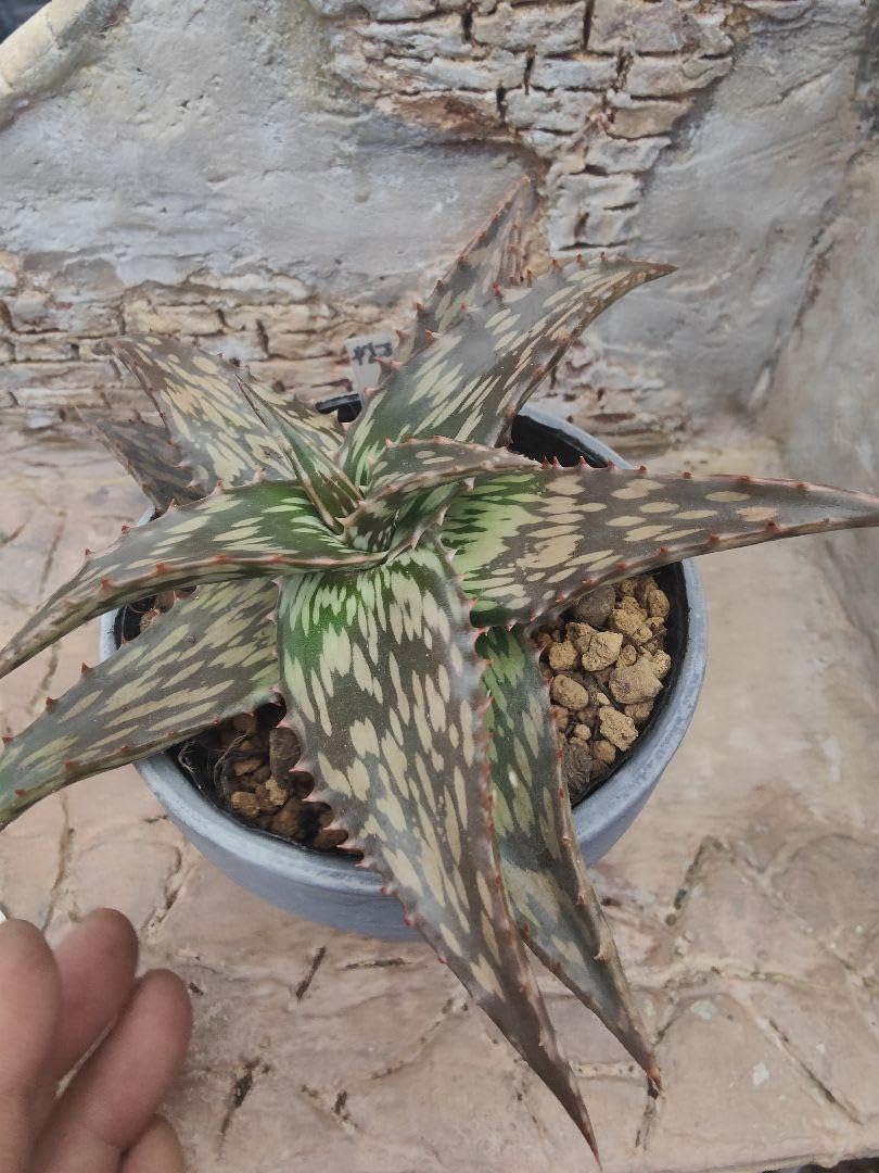 Amazon.co.jp: アロエ ペッキー×ヘミンギー 傷有り 大株 抜き苗発送