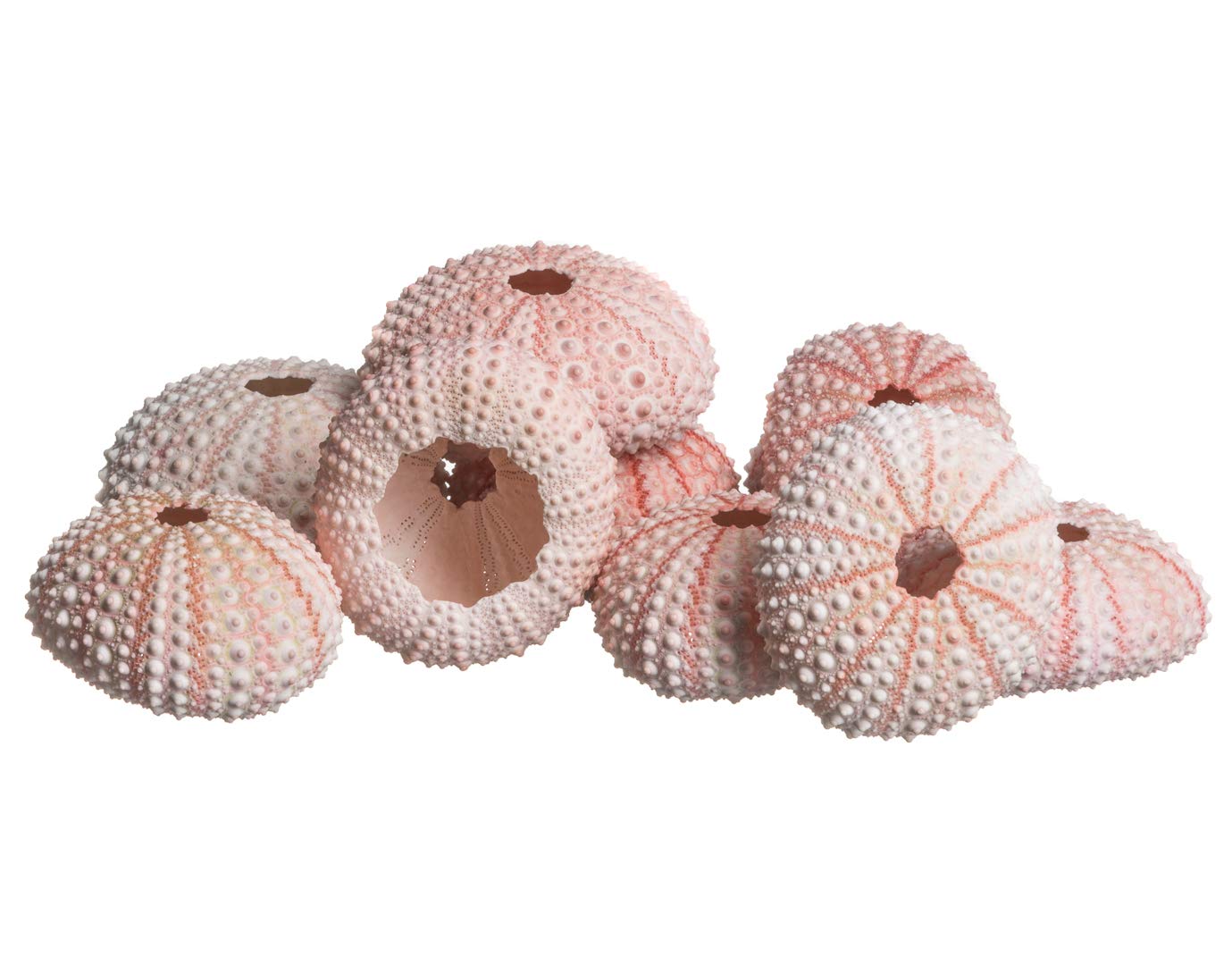 Nautical Crush Trading Sea Urchin | 10 Pink Sea Urchin Shells 1"-2" | 10 Pink Sea Urchins for Craft and Decor | Plus Free eBook by Joseph Rains
