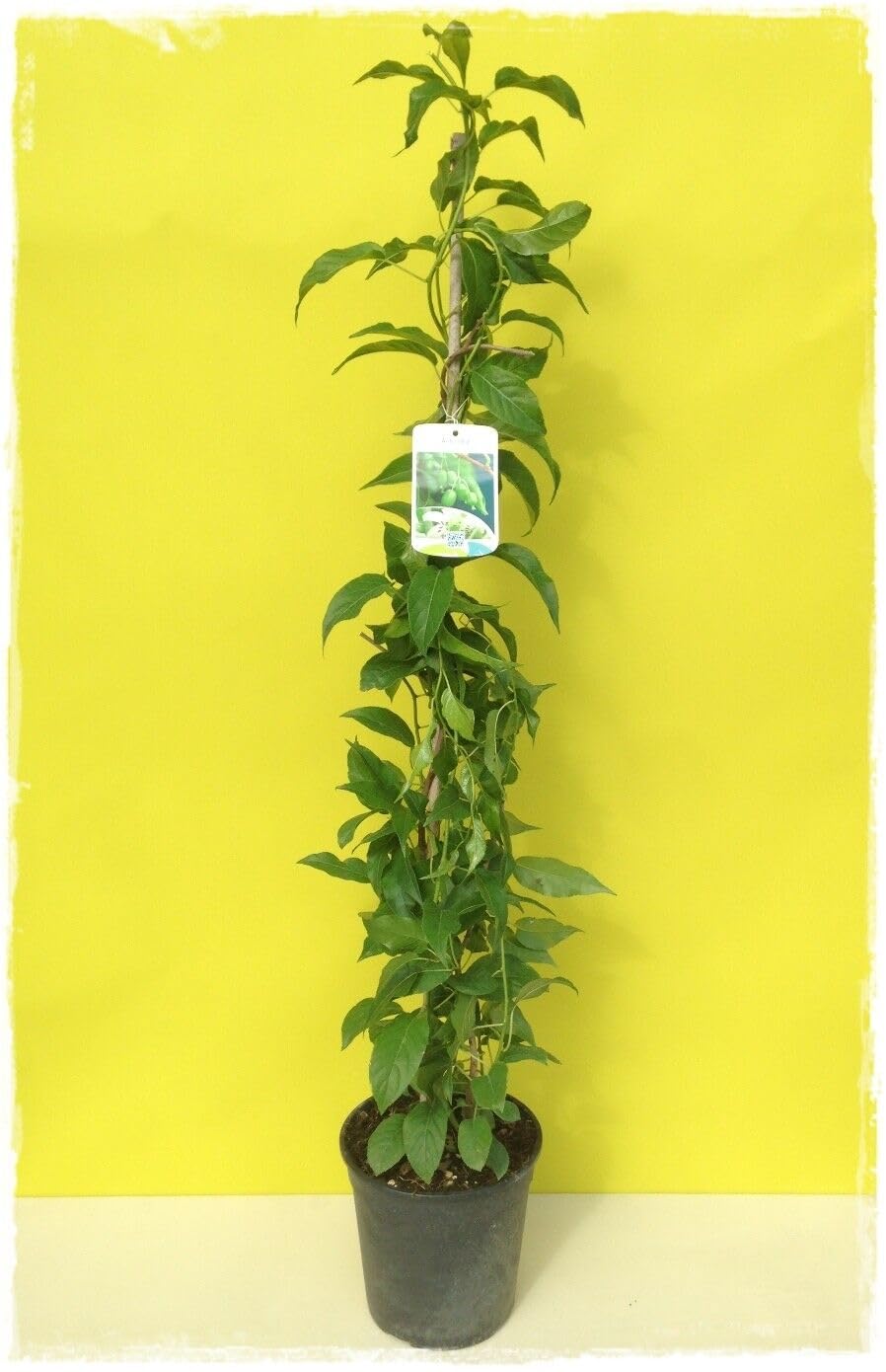 Actinidia Arguta Issai, Kiwaï Autofertile - Pépinière L'Arc