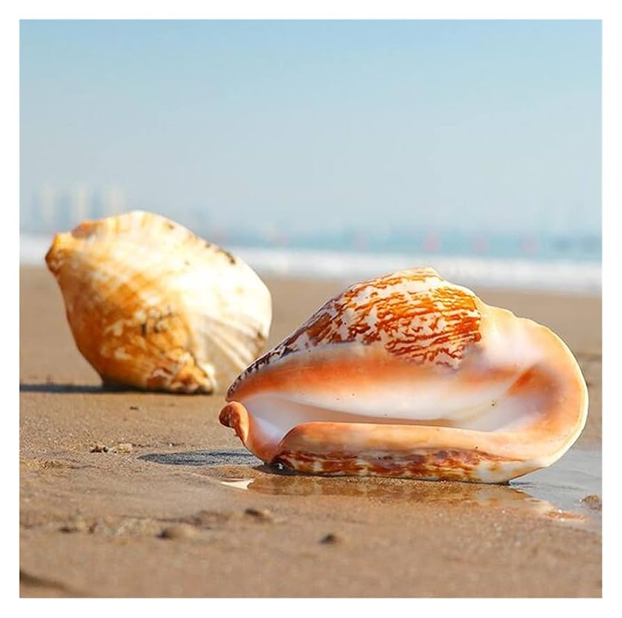 希少　天然巻貝　置物 大きめ　約33cm 希少 天然巻貝 置物 大きめ 約33cm