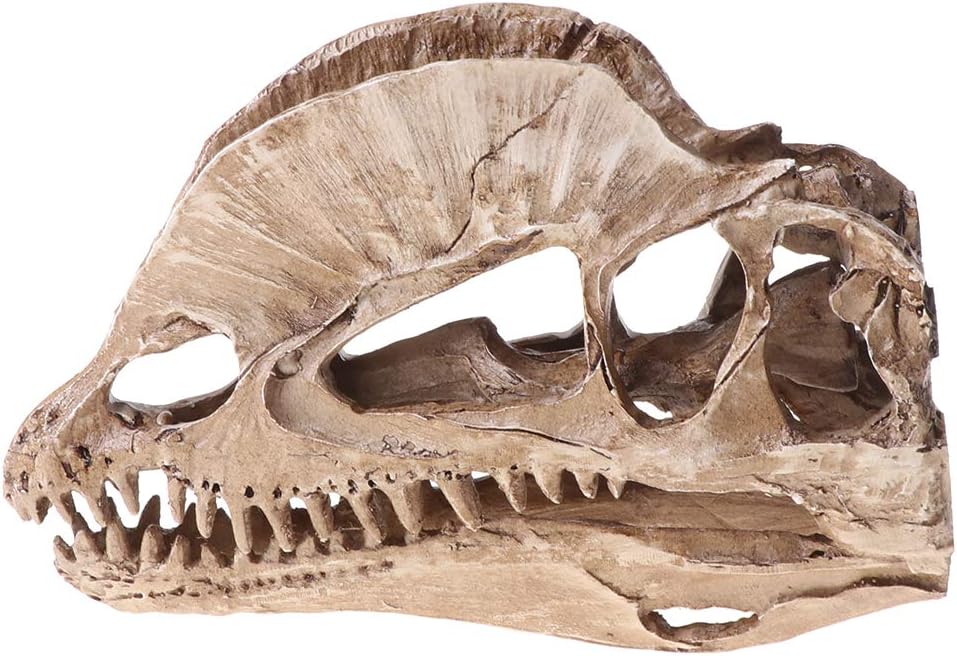 Dilophosaurus Dinosaur Skull Resin Crafts Skeleton Teaching Model Halloween Home Office Decoration Dinosaur Model