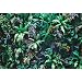 Produktbild Cassisy 3x2m Vinyl Frühling Fotohintergrund Natur Vertikaler Garten Tropische grüne Blatt Tapete Fotoleinwand Hintergrund für Fotoshooting Fotostudio Requisiten Party Photo Booth