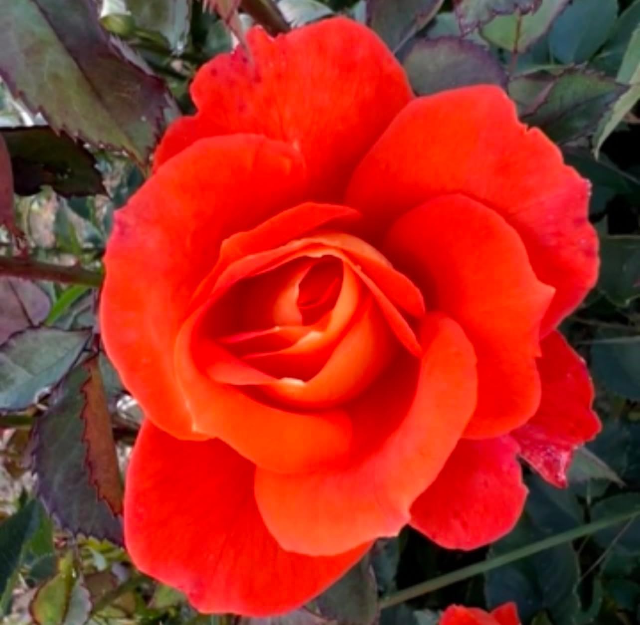 Lucy - Bright Orange Blooms - 4LPotted Rose - Lovely Gift Idea