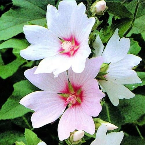 – 1 x Lavatera 'Barnsley Baby' Plant in Pot - Dwarf Perennial Flowering Plant - Outdoor Tree Mallow Evergreen Hardy Shrub - Flowering Shrub for Garden (9cm Pot, 20-30cm)