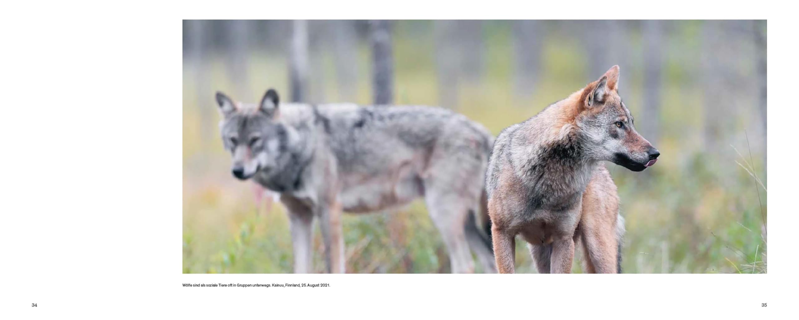 Der Wolf: Ein Grenzgänger zwischen Natur und Kultur