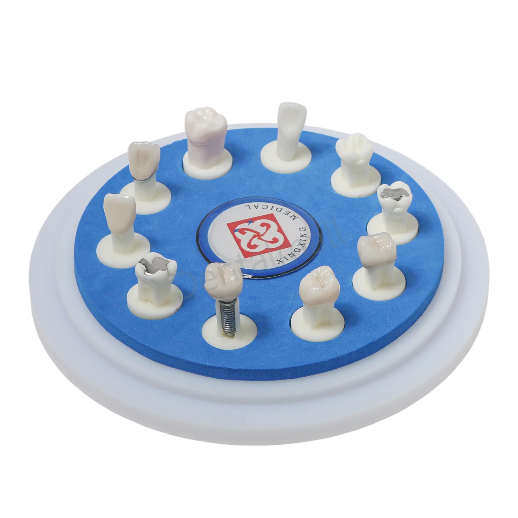 Dental Implant Crown Restoration Teeth Model 10 Different Crown M6011