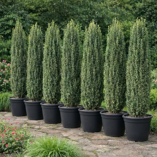 2 Sky Pencil Holly Live Plants