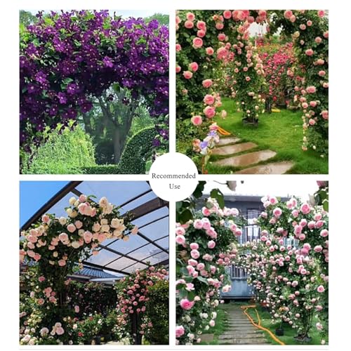 Arche de rose en métal pour plantes grimpantes avec treillis