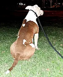 Coleira para Cachorro Guia Unificada para Adestramento com Trava Aço - 2 Metros - Gari & Co. (PRETO)