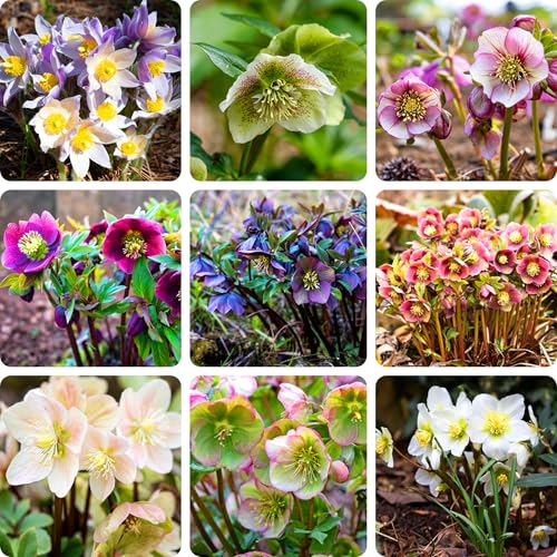 Mixrug Double Hellebore Lenten Rose Seeds for Planting 150+pcs Perennial Hellebore Flower Seeds Plants Non-GMO Heirloom Hummingbirds Open Pollinated Helleborus Flowers for Home Garden Outdoors