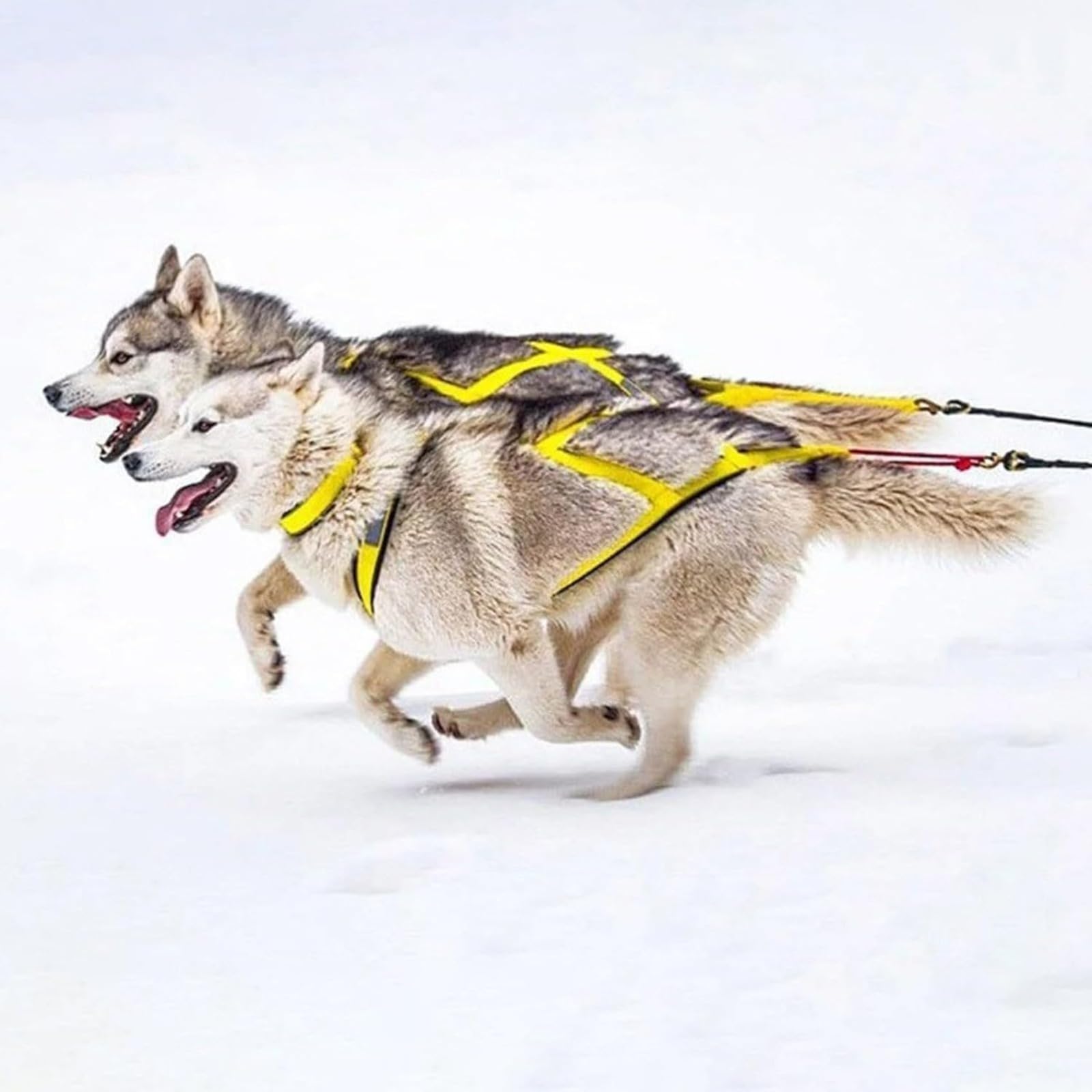 Arnés de tracción para Perro Husky para Ejercicio de Trineo y Ciclismo