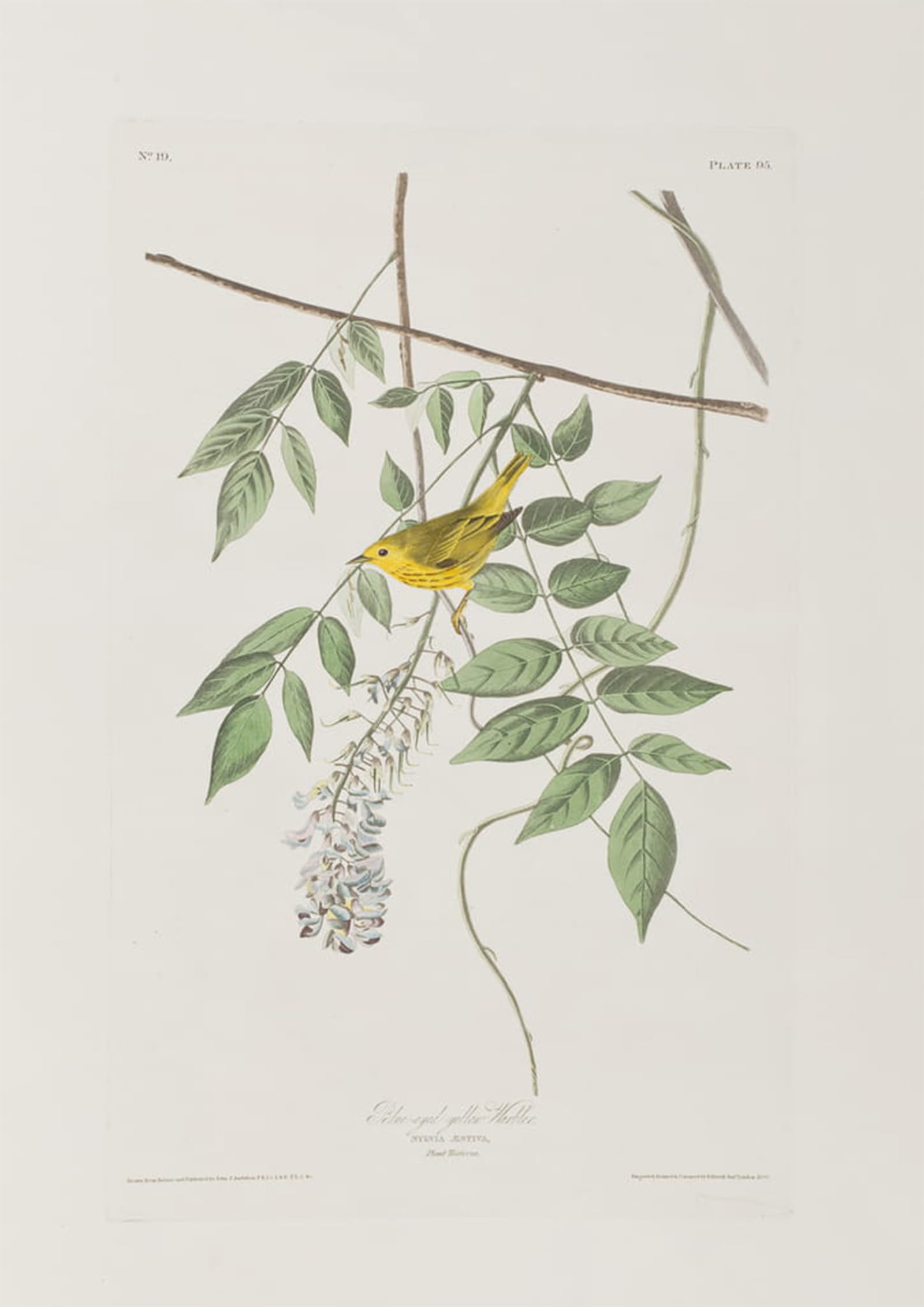 Serendipitp No Frame Aesthetic Poster Photo Wall Print Retro Picture Illustration From Birds Of America By John Jamess Audubon Modern Wall Artwork For Home Decor 60X90cm
