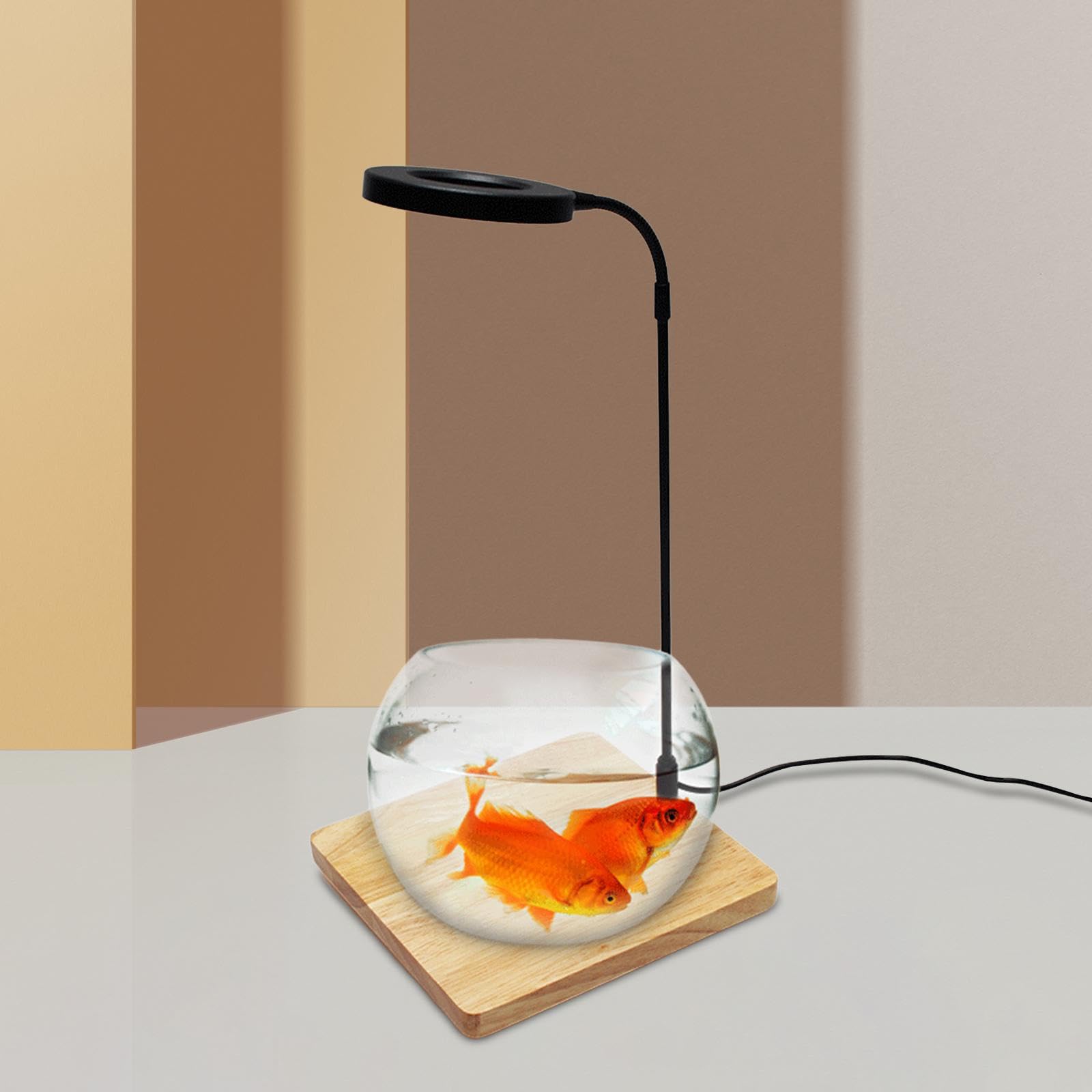 zimmerpflanzen im glasgefäß Plant Home Blumentopf Set aus Glas für Pflanzen in Hydrokultur main image 1