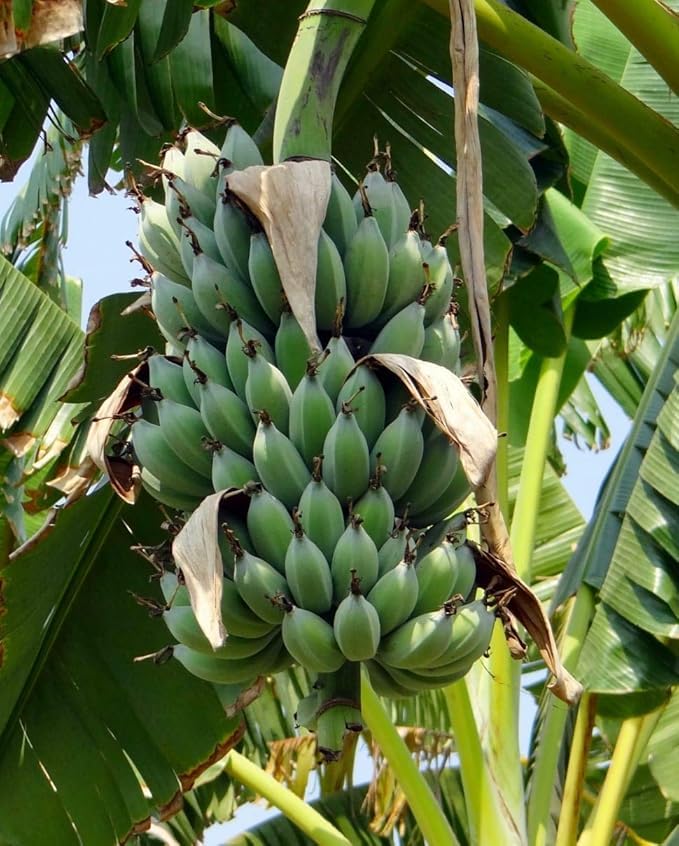 Image of Live Hybrid Banana Plant ? Fast Growing Fruit Tree ? Home Garden Ready ? High Yield ? Pack of [1]