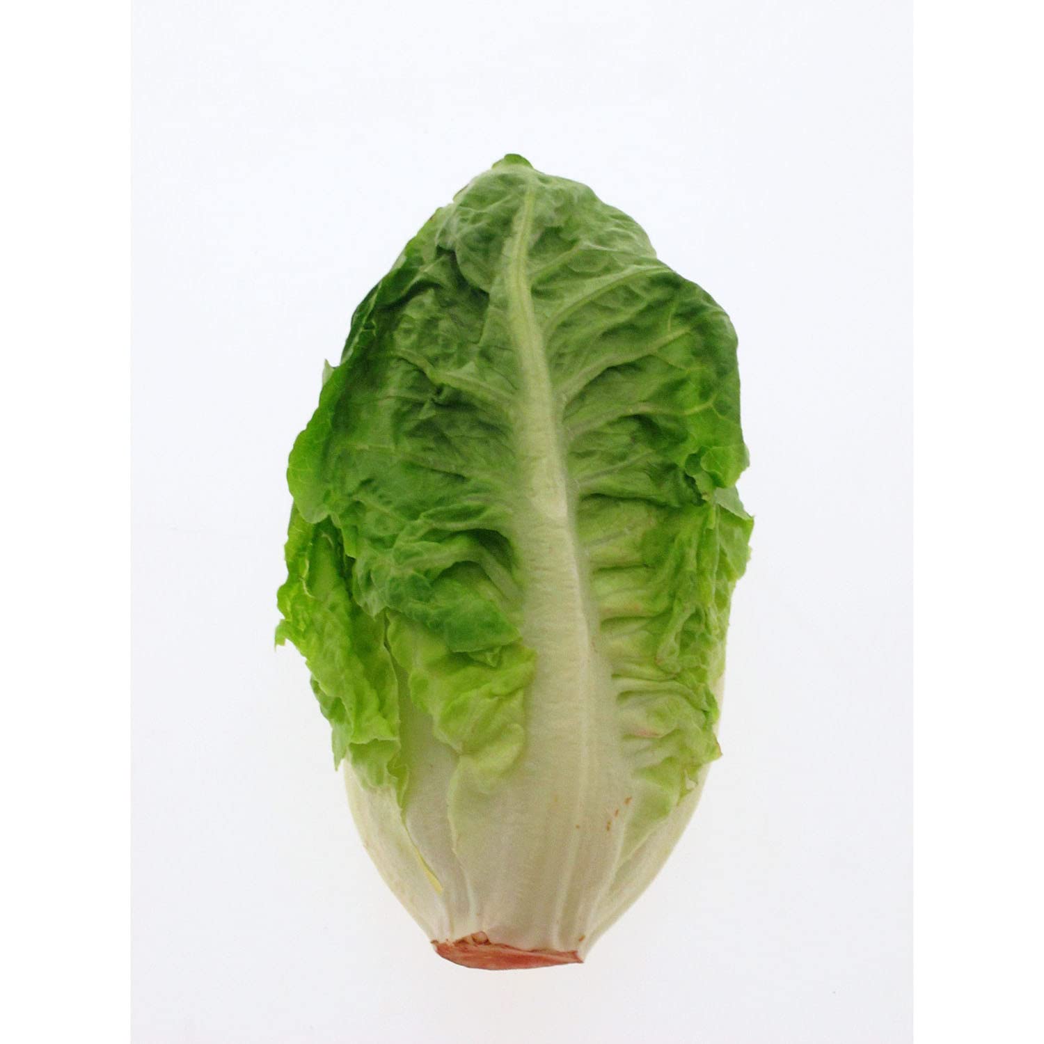 Sałata rzymska 'Little Gem' (Lactuca sativa) 500 nasion Serca sałatowe Sałata rzymska