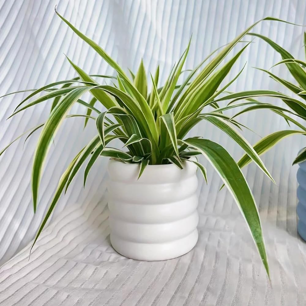 monstera deliciosa fenestration Monstera Deliciosa Aurea Yellow Variegated Fenestrated
