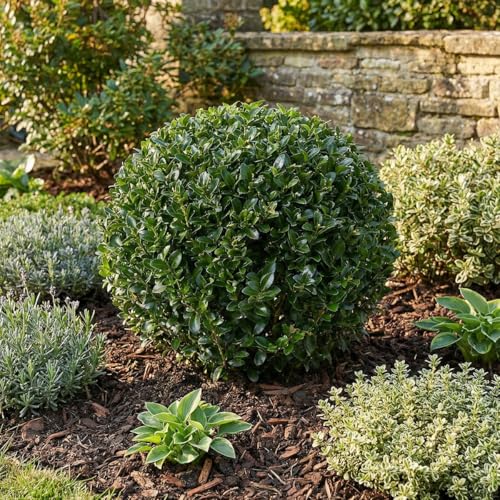 Bloomique - Lot de 2 - Ilex Crenata Jenny - Houx japonais - Feuillage Persistant - Rustique - Plante balcon - Plante jardin - Hauteur 30-40 cm - Pot 17 cm – vue 2