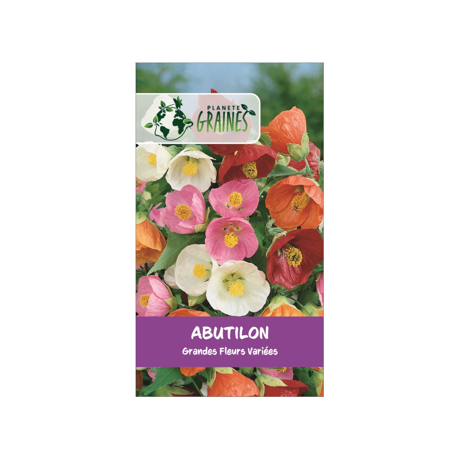 100 Graines d'Abutilon (Érable de Salon) - Grandes Fleurs Mixtes - Lanterne Chinoise Hybride