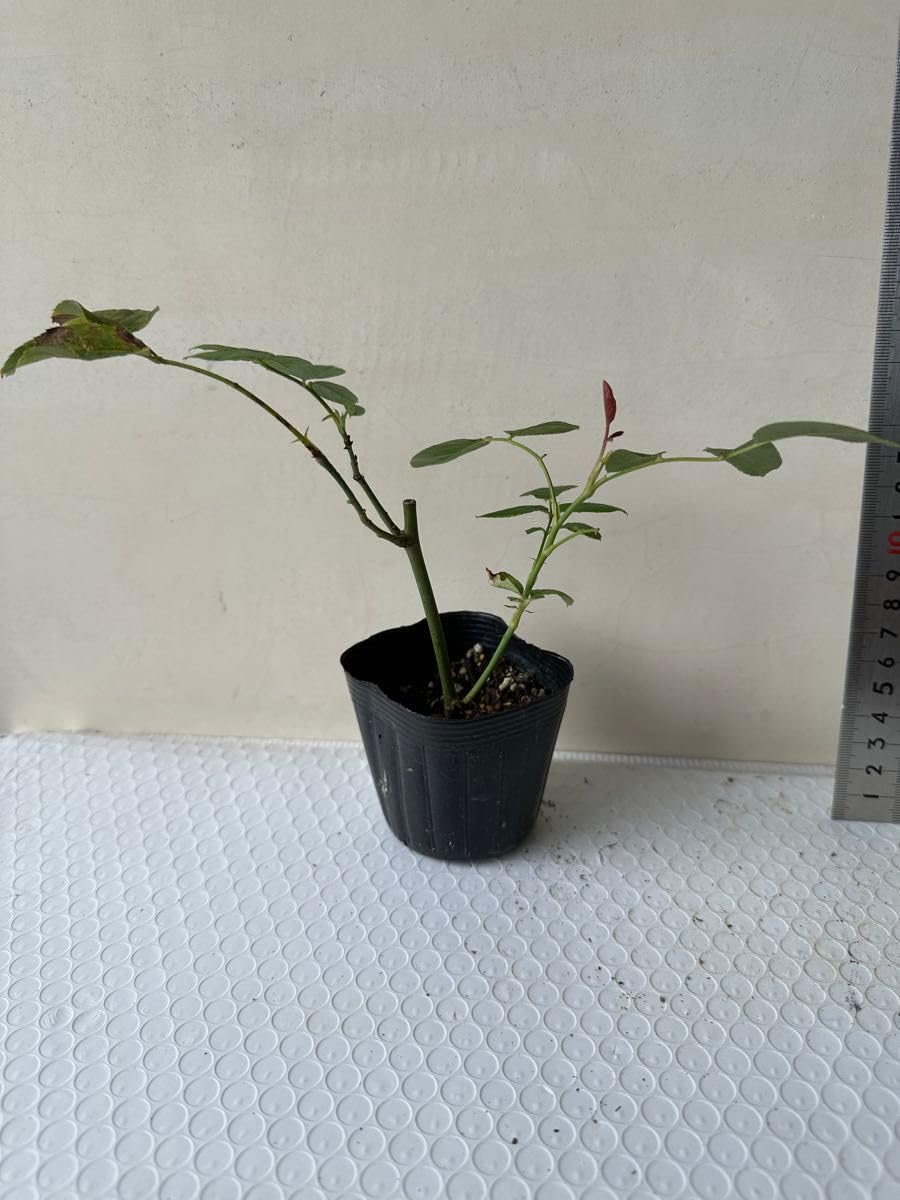 専用バラ苗　バラ挿し木苗　いえ① 専用バラ苗 バラ挿し木苗 いえ①