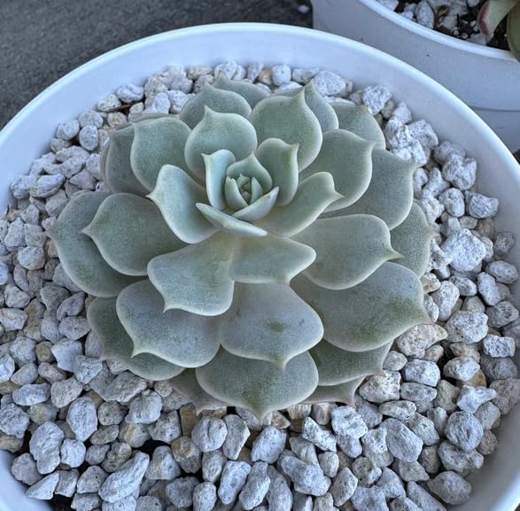 Miniatura 2 de Echeveria Plant Live for Planting, Echeveria Rare Succulent Plant for Indoor Outdoor in 4 Inch Pot