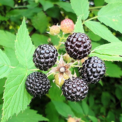 Palm Beach Medicinal Herbs - Black Raspberry (Rubus occidentalis) - Packet of 30 Seeds