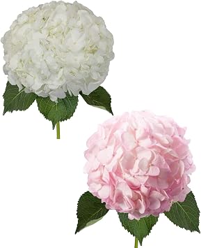 Hydrangeas White and Painted Pink - 30 Stems