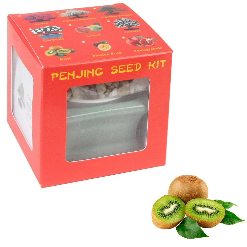 Eve's Garden Kiwi Penjing Seed Kit, The Chinese art of Bonsai, Complete Kit to Grow Fruit-Bearing Kiwi Penjing from Seed