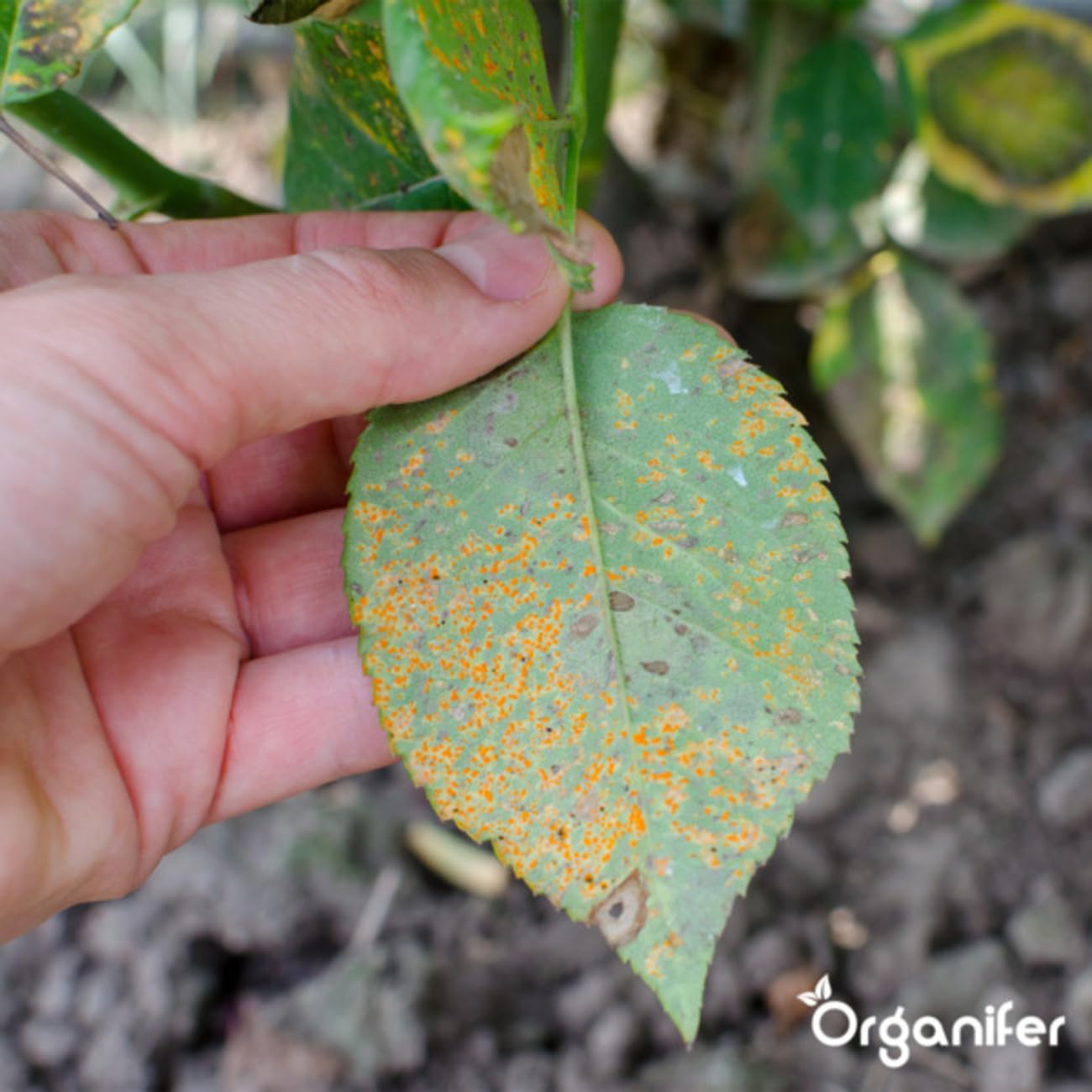 Cápsulas De Hojas - 144 Piezas - Cápsulas Fitosanitarias - Cuidado Del Jardín - Cuidado Sostenible De Las Plantas - Cápsulas No Tóxicas - Plantas En Maceta - Plantas De Balcón - Organifer