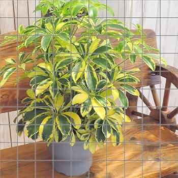 61o6QkwgTfL._AC_UF350, 61o6QkwgTfL._AC_UF350,