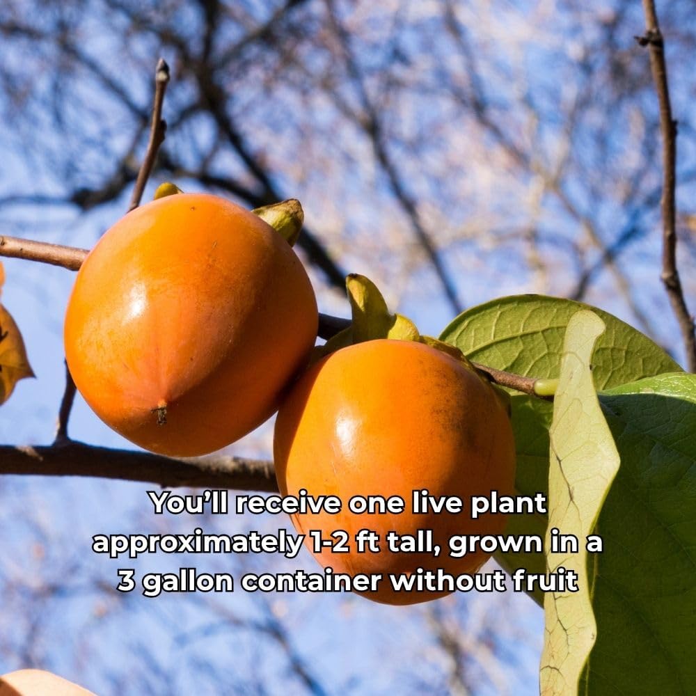 Persimmon Live Plant, Fruit Tree in 3 Gallon Pot, Sweet Persimmon for Outdoor Garden Plant, No Ship to CA