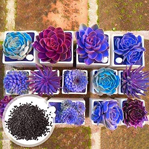 puran Lot de 200 graines de plantes grasses tolérantes à la sécheresse, faciles à survivre, faciles à cultiver, pour les magasins de fleurs, pour faire pousser vos propres plantes grasses