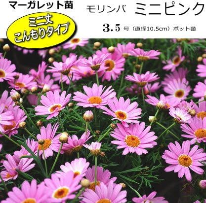 Amazon マーガレット モリンバ ミニピンク 10 5cmポット苗 花