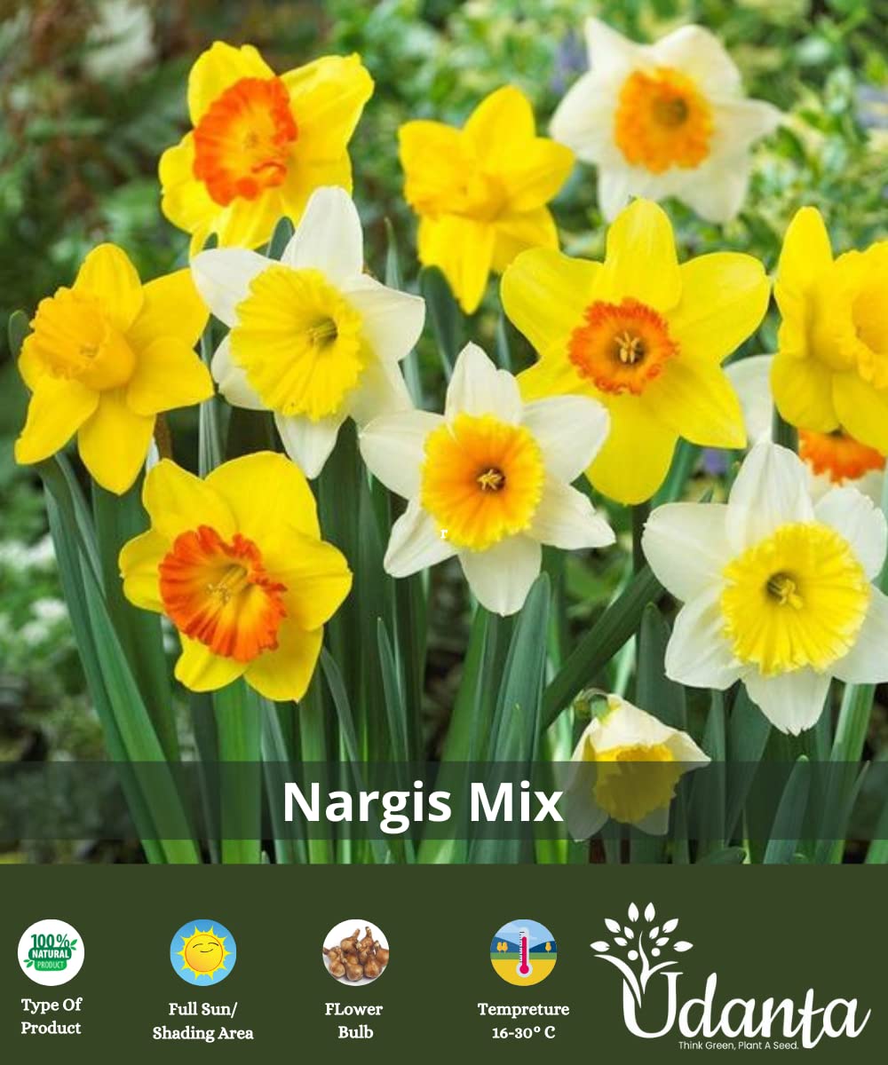 Live Green Nargis mix for gardening winter flower mix pack of 5 flower bulbs by Udanta® (B09NN9BLNR) Amazon Price History, Amazon Price Tracker