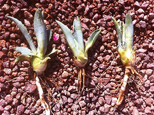 Artistic Solutions Century Plant ~ Agave Americana ~ Blue Agave - 3 Babies Bare Rooted #TOP29