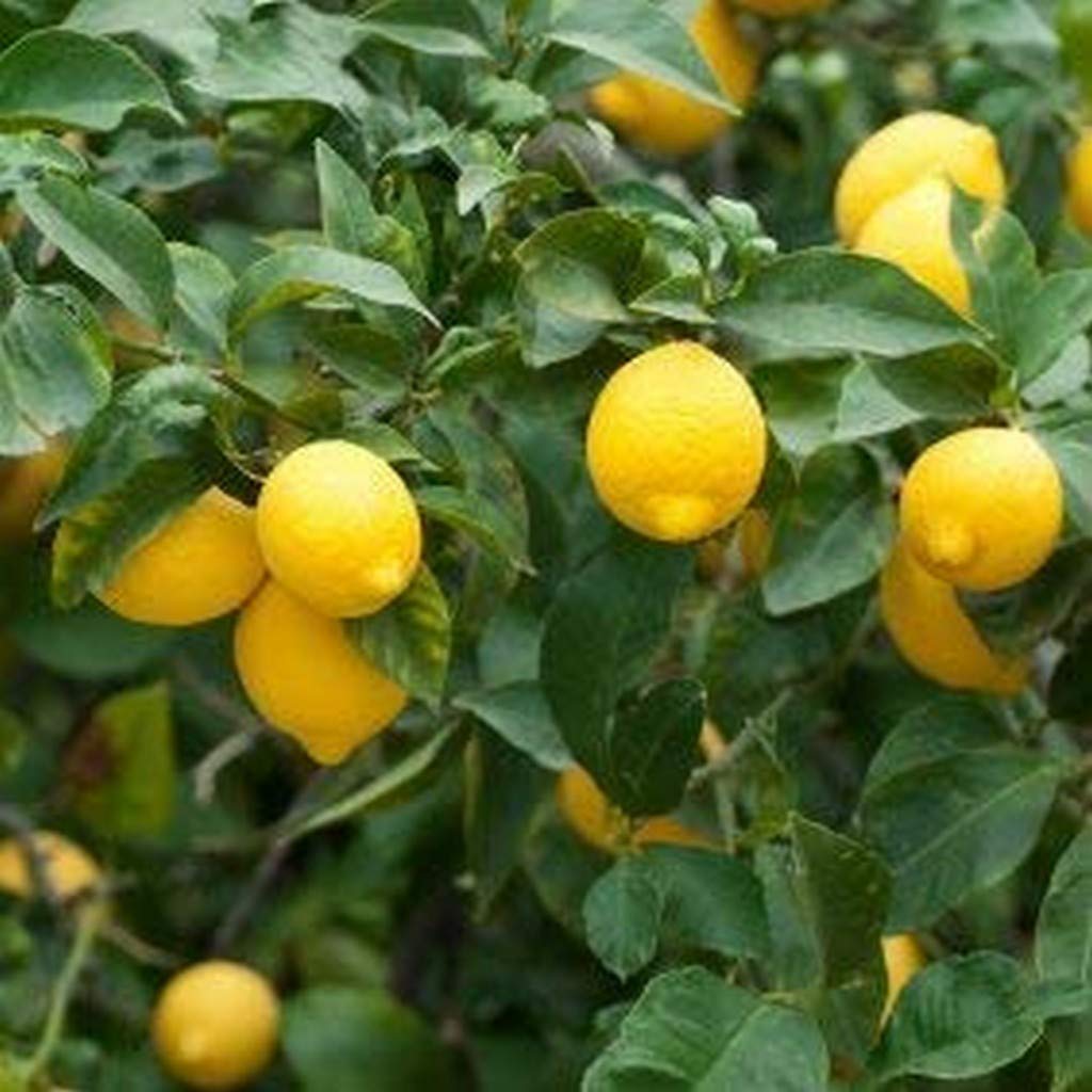 See full amazon price history chart for Creative Farmer Live Plant Lime Hybrid Seedless Lemon Tasty 1 Healthy Air Layering Rare Garden Plant(1 Healthy Live Plant) (PLANT-53-LEMON20ll@) Creative Farmer Live Plant Lime Hybrid Seedless Lemon Tasty 1 Healthy Air Layering Rare Garden Plant(1 Healthy Live Plant) (PLANT-53-LEMON20ll@) (B08Q8NVRS8) Amazon Price History, Amazon Price Tracker