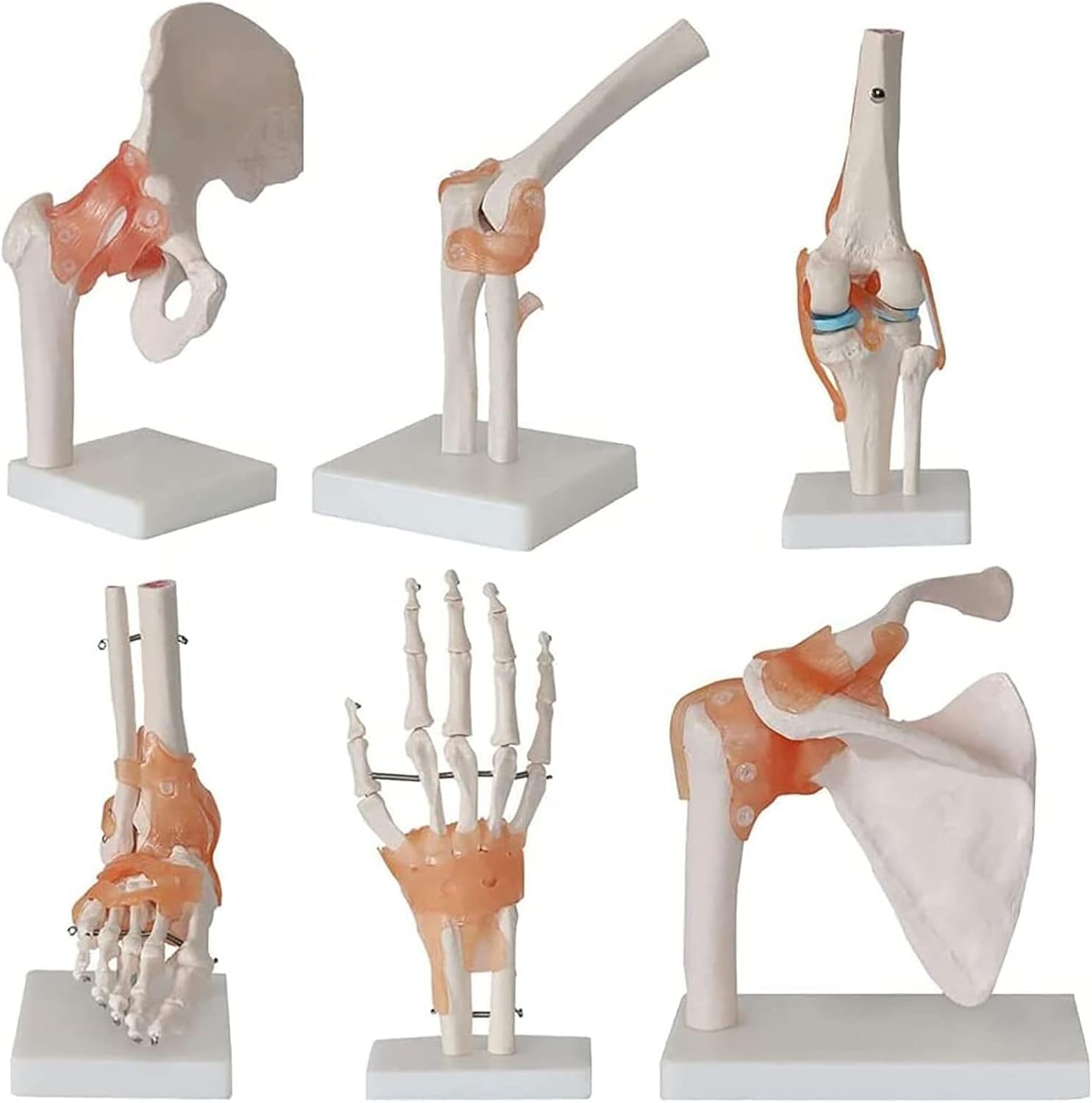 Modèle de squelette anatomique mobile avec articulations fonctionnelles de l'épaule et du genou