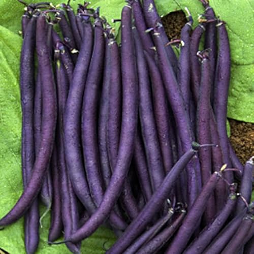 Semi Fagioli Nani Purple Queen, Viola, fagiolino violetto Confezione da 50 g