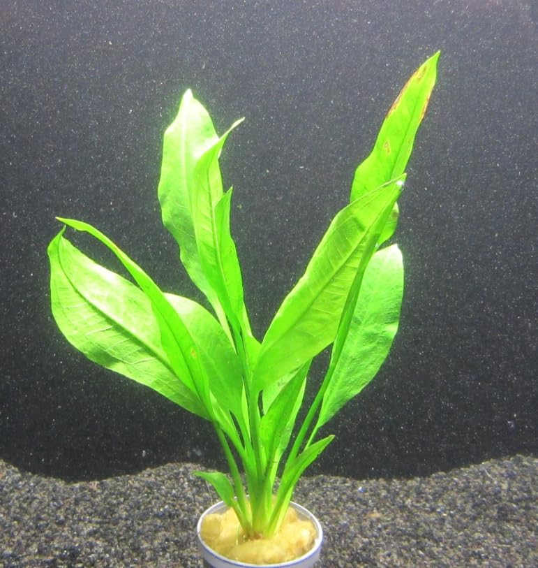 florari Echinodorus grisebachii bleherae, Echinodorus bleheri/Große Amazonas Schwertpflanze im Topf