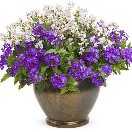 Creative Farmer Flower Seeds : Verbena Honey Plant Blue Garden Flower Seeds Butterfly Attracting Flower Seeds Garden [Home Garden Seeds Eco Pack] Plant Seeds (B078RGY5T3) Amazon Price History, Amazon Price Tracker