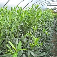 Portugiesischer Kirschlorbeer Angustifolia - Hecken Pflanze 20-30 cm  immergrn & winterhart als Sichtschutz  Pilzfreie mehrjhrige  Lorbeerkirsche Prunus lusitanica von Garten Schlter : Garten Schlter:  Amazon.de: Garten