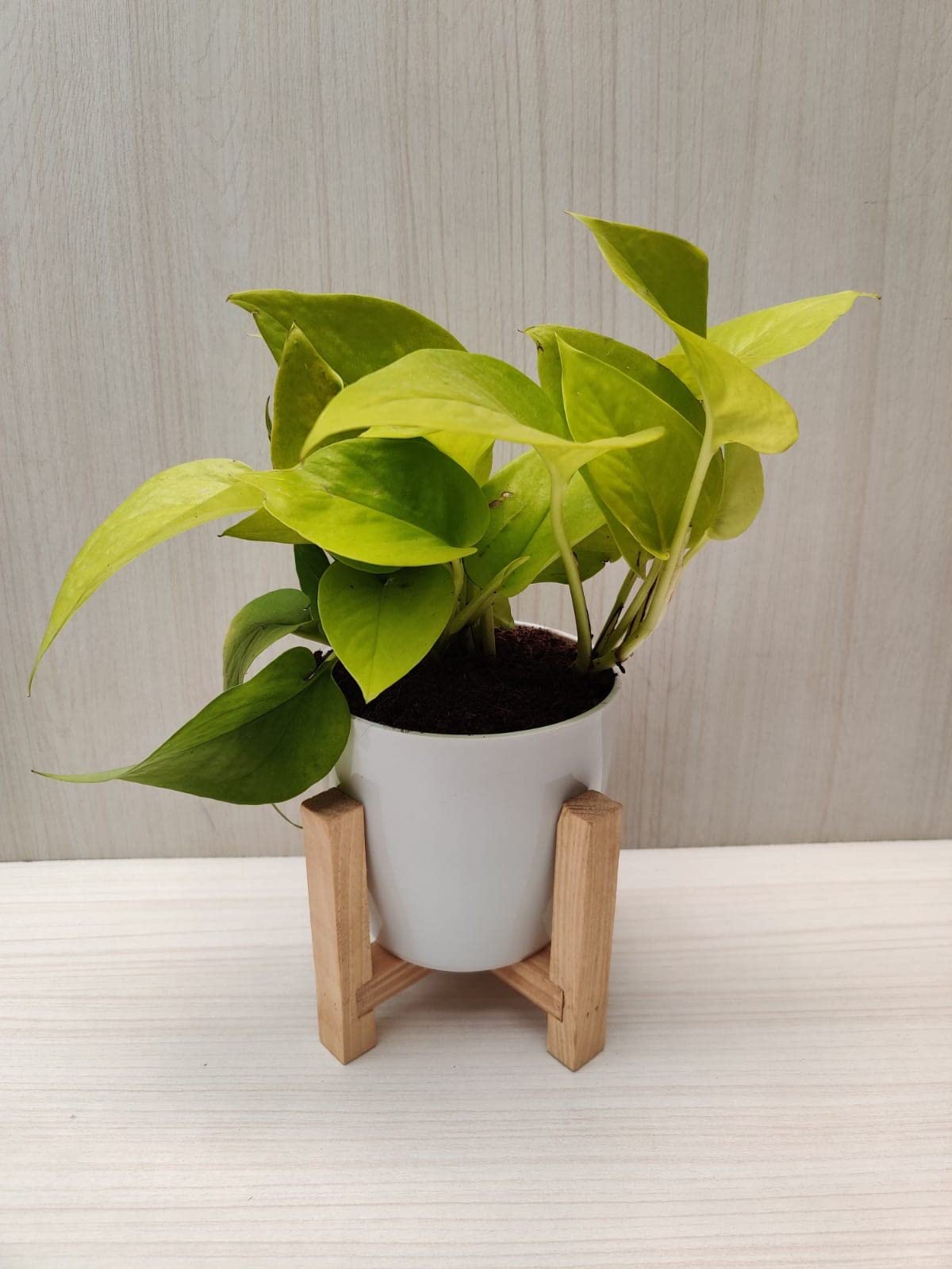 Rare Philodendron Birkin Plant - White Fern -13 Rare Philodendron Birkin Plant - White Fern -13