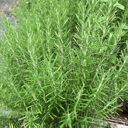 1000+ Rosemary Seeds for Planting-Non-GMO Heirloom Herbs Plant Seeds Garden Outdoor - Image 3