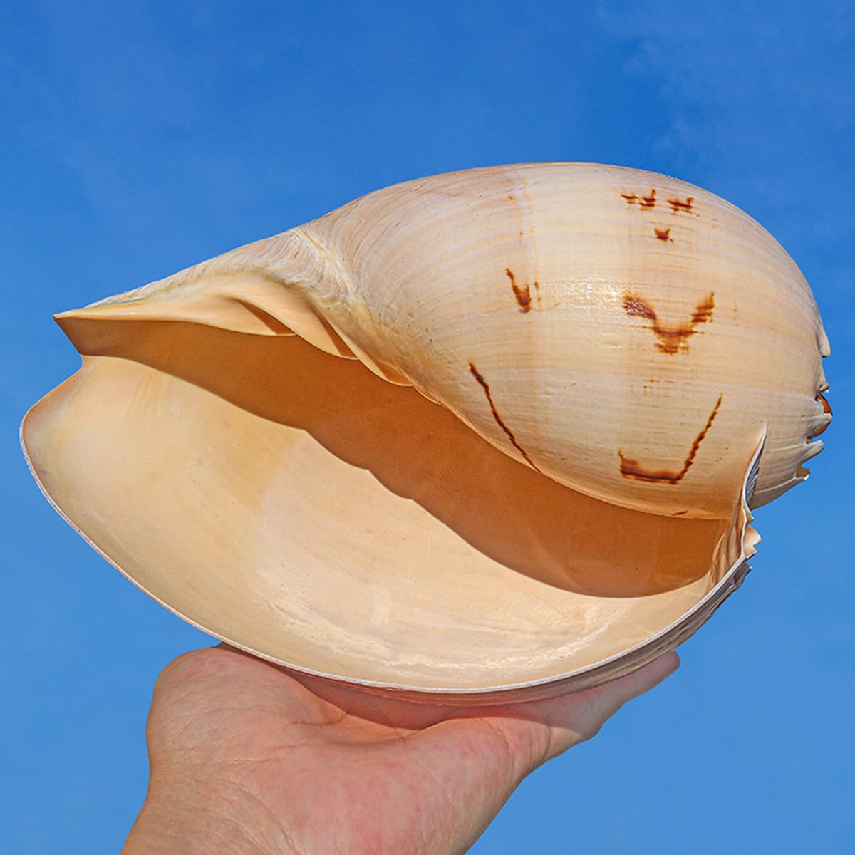 Duże muszle naturalne, Olbrzymia muszla morska 12~23 cm żółte muszle, do dekoracji imprezowych, akwarium(16~18cm)