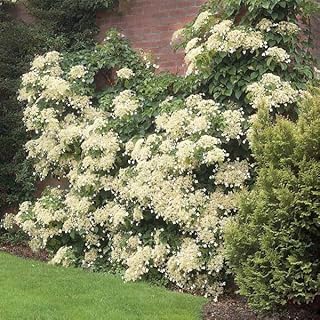 Brighter Blooms - Climbing Hydrangea, 3 Gallon - No Shipping to AK, AZ, HI
