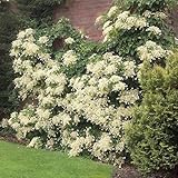 Brighter Blooms - Climbing Hydrangea, 2 Gallon - No Shipping to AK, AZ, HI