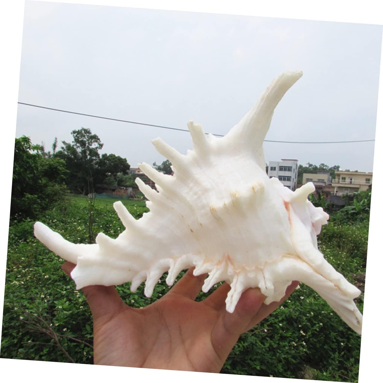 NOLITOY Natural Shell Aquarium Decoration Conch Ornament for Fish Tank Realistic Desktop Decoration for Fresh Aquariums Easy to Clean Creative Landscape