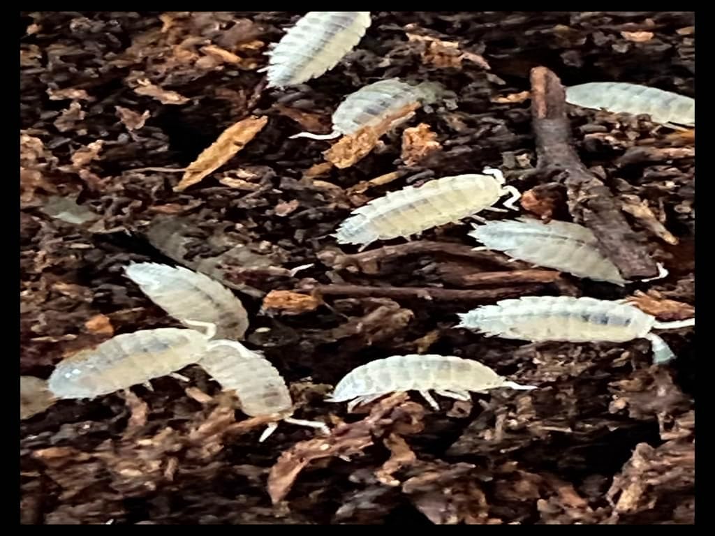 Critters Direct Dwarf White Isopods (Qty-50), for Amphibian/Reptile/Invertebrate Bioactive Habitats